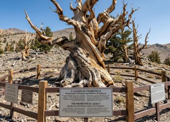 A árvore de quase 5.000 anos era a mais antiga do mundo até que foi derrubada pelo machado de um cientista
