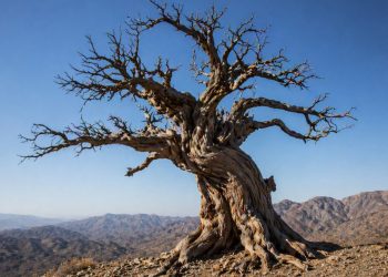 A árvore viva mais antiga da Terra é mais antiga que as colossais pirâmides egípcias