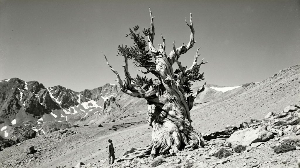 A árvore de quase 5.000 anos era a mais antiga do mundo até que foi derrubada pelo machado de um cientista