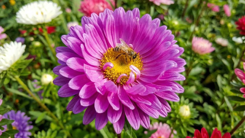 Esta linda planta anual encherá seu jardim de flores grandes e vistosas que atraem muitos polinizadores