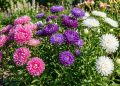 Esta linda planta anual encherá seu jardim de flores grandes e vistosas que atraem muitos polinizadores