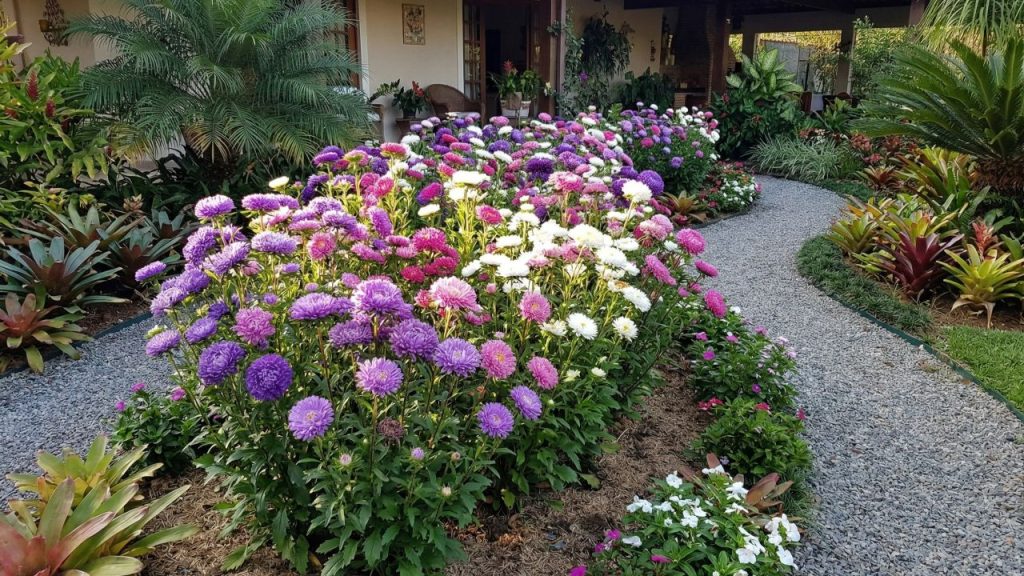 Esta linda planta anual encherá seu jardim de flores grandes e vistosas que atraem muitos polinizadores