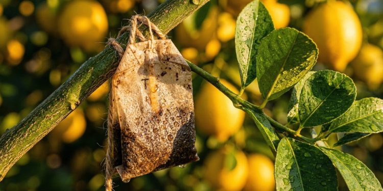 Se você tem um pé de limão em casa e joga fora os saquinhos de chá usados após cada preparo, está descartando um recurso que a jardinagem doméstica transformou em barreira contra pragas e fertilizante orgânico de custo zero