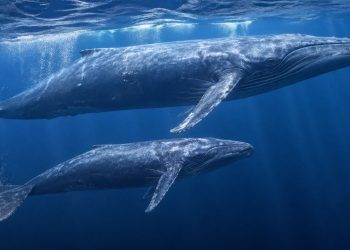 Uma baleia azul recém-nascida ganha essa quantidade de quilos por dia durante o primeiro ano de vida