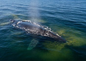 Universidade de Washington confirma através de pesquisas que fezes das baleias contêm quantidades significativas de ferro, que podem ter fertilizado os oceanos no passado