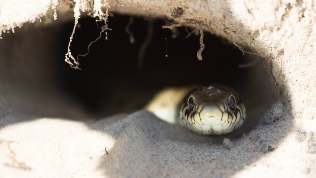 buraco de cobra