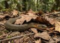 O protocolo de defesa dessa espécie de cobra asiática que se torna venenosa ao comer sapos