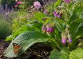 Atraia abelhas e borboletas para o jardim com uma 'superplanta' repleta de flores ricas em néctar