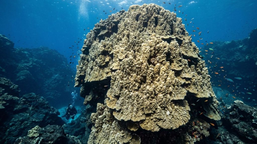 Coral gigante das Ilhas Maug: um verdadeiro “ancestral do oceano”