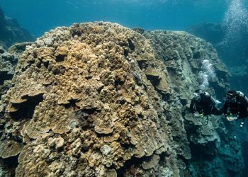 Coral gigante das Ilhas Maug: um verdadeiro “ancestral do oceano”