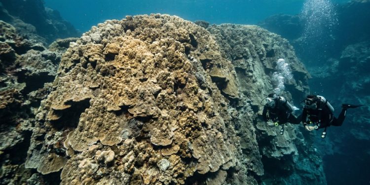 Coral gigante das Ilhas Maug: um verdadeiro “ancestral do oceano”