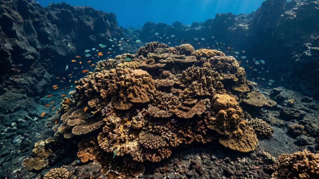 Coral gigante das Ilhas Maug: um verdadeiro “ancestral do oceano”