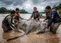 A raia-gigante de 300 kg e quase 4 metros que quebrou o recorde mundial de maior peixe de rio do mundo