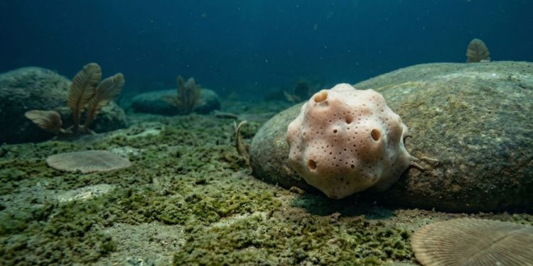 Primeiros animais que surgiram na Terra podem ter sido as esponjas