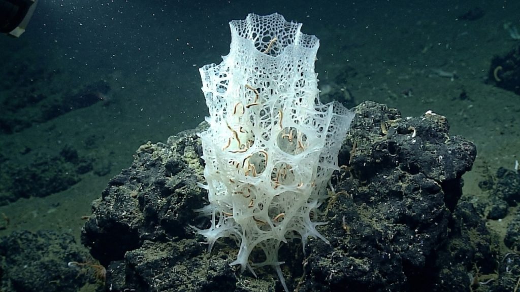 Pesquisadores descobriram um "castelo de vidro" na costa do Japão. A descoberta mostra, mais uma vez, que conhecemos apenas uma fração dos oceanos