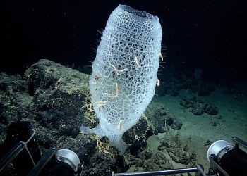 Pesquisadores descobriram um "castelo de vidro" na costa do Japão. A descoberta mostra, mais uma vez, que conhecemos apenas uma fração dos oceanos
