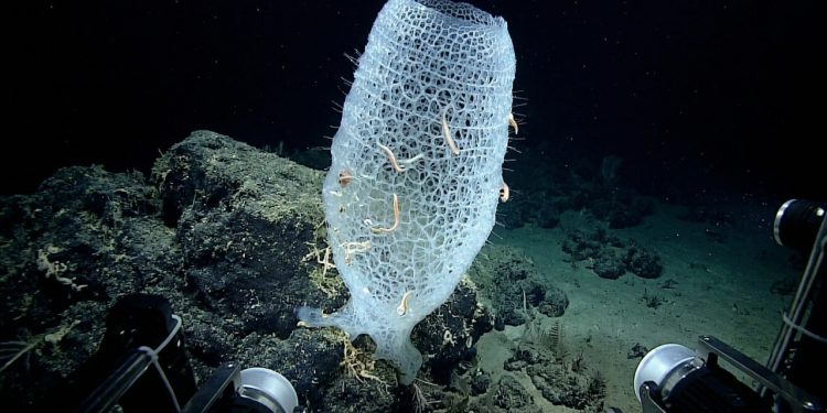 Pesquisadores descobriram um "castelo de vidro" na costa do Japão. A descoberta mostra, mais uma vez, que conhecemos apenas uma fração dos oceanos