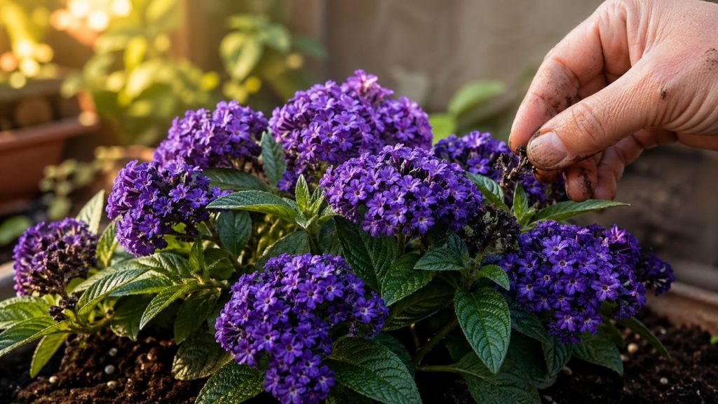 Essa planta tem um aroma de baunilha, cor intensa e floresce por meses embelezando jardins