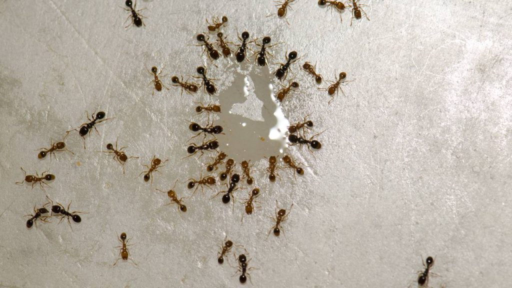 formigas na cozinha 