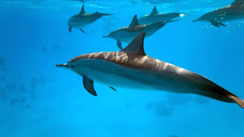 animais marinhos