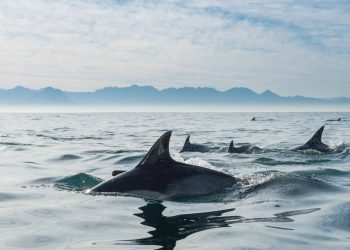 Os animais marinhos que quase nunca dormem porque param de respirar: ele mantém o "cérebro" acordado para evitar se afogar