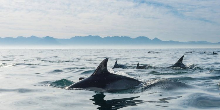 Os animais marinhos que quase nunca dormem porque param de respirar: ele mantém o "cérebro" acordado para evitar se afogar