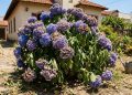 Os jardineiros aconselham a não plantar mais hortênsias