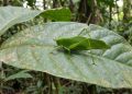 O que os cientistas não contaram sobre o inseto que muda de cor a cada duas semanas