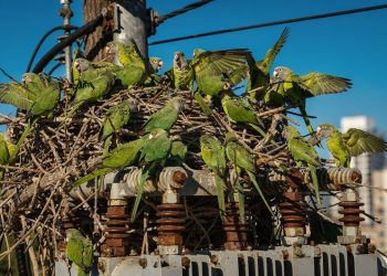 A ave que constrói ninhos comunitários em postes e árvores urbanas revela muito sobre o verde do lugar onde você vive