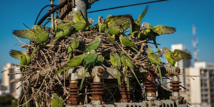 Se você tem ouvido um canto coletivo intenso vindo das árvores do bairro ou visto uma ave de barriga verde circulando em bando pela vizinhança, provavelmente já convive com a caturrita