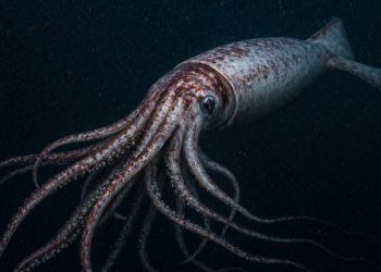 Cientistas registram pela primeira vez na história no fundo do oceano o invertebrado mais pesado da Terra