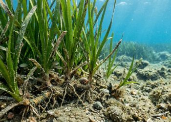 O ser vivo mais antigo do planeta praticamente não mudou em 220 milhões de anos