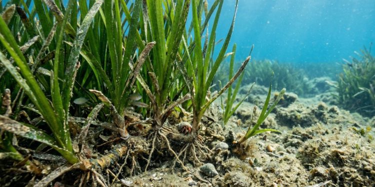 O ser vivo mais antigo do planeta praticamente não mudou em 220 milhões de anos