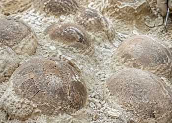Mais de 90 ninhos de dinossauros foram descobertos na Índia