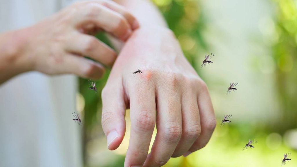 mosquitos 