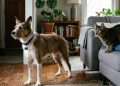 Animais que percebem o perigo antes dos humanos