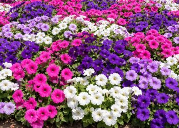 A rainha do canteiro: truques para semear a planta que cria uma explosão de flores no jardim