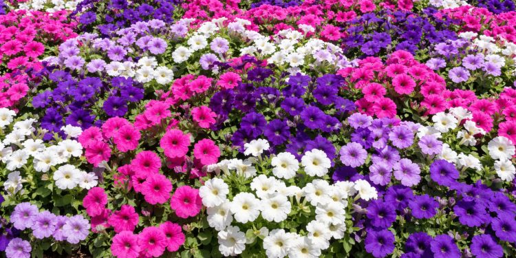 A rainha do canteiro: truques para semear a planta que cria uma explosão de flores no jardim