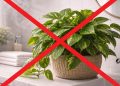 Nem jiboia nem samambaia: essa planta absorve a umidade, previne o mofo e deixa o banheiro super luxuoso