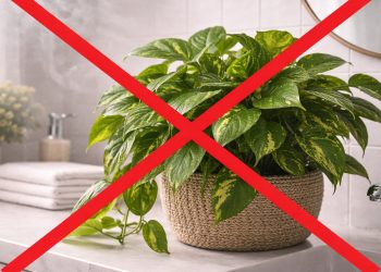 Nem jiboia nem samambaia: essa planta absorve a umidade, previne o mofo e deixa o banheiro super luxuoso