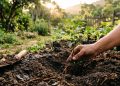 Provérbio chinês do dia: "A melhor época para plantar uma árvore foi há anos, a segunda melhor é agora."