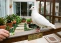 Um pombo viveu muito além do esperado e chegou aos 44 anos com uma história que chamou atenção no mundo todo