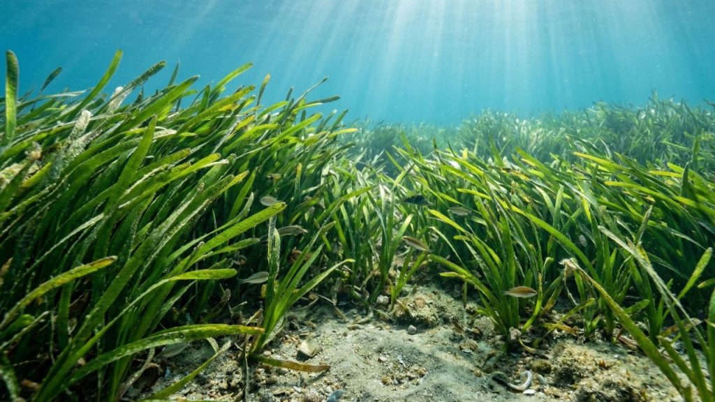 O ser vivo mais antigo do planeta praticamente não mudou em 220 milhões de anos