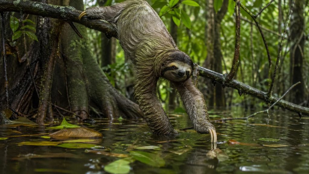Preguiças podem nadar 3x mais rápido do que podem andar na terra e prender a respiração por incríveis 40 minutos debaixo d'água