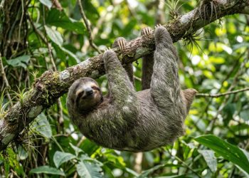 A preguiça perdeu sua coroa: esse é o verdadeiro campeão do sono no reino animal