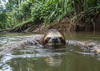 Preguiças podem nadar 3x mais rápido do que podem andar na terra e prender a respiração por incríveis 40 minutos debaixo d'água
