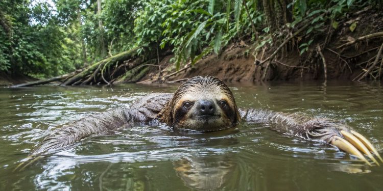 Preguiças podem nadar 3x mais rápido do que podem andar na terra e prender a respiração por incríveis 40 minutos debaixo d'água