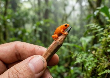 Parece uma tangerina, mas é uma rã: espécie encontrada no Brasil tem pele brilhante e é do tamanho da ponta de um lápis