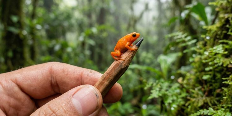 Parece uma tangerina, mas é uma rã: espécie encontrada no Brasil tem pele brilhante e é do tamanho da ponta de um lápis