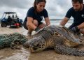 Uma tartaruga marinha foi resgatada por biólogos com mais de 8 metros de rede de pesca dentro do corpo